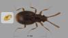 Scydmoraphes sp.